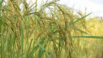 Beautiful green rice field video
