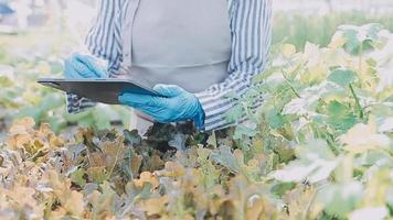 female farmer working early on farm holding wood basket of fresh vegetables and tablet video