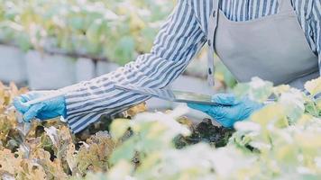 female farmer working early on farm holding wood basket of fresh vegetables and tablet video