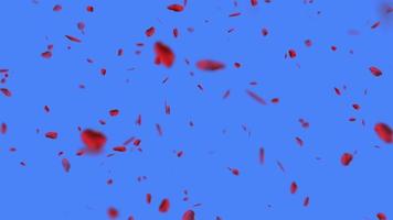 Graphics in motion falling rose petals red on a blue background video