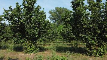 Hazelnut Trees Agriculture Field Aerial View video