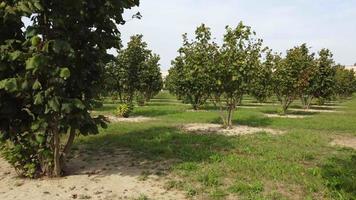 Hazelnut Trees Agriculture Field Aerial View video