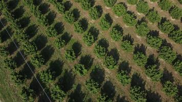 Hazelnut Trees Agriculture Field Aerial View video