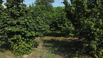 Hazelnut Trees Agriculture Field Aerial View video