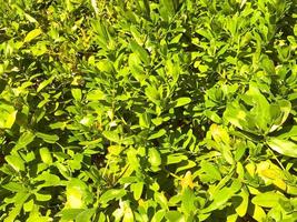 fresh plants. bush with green, small leaves. exotic plants in a hot, tropical country. bushes in the park, evergreen spruce, natural texture photo