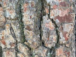 Viejo patrón de fondo de textura de árbol de madera foto