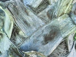 Tropical vegetation and exotic graphic resources concept with a close up on the bark of a the trunk of a palm tree with natural light and copy space. photo