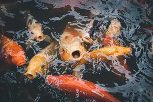 Golden carps and koi fish, Colorful decorative fish float in an artificial pond, Animal concept. photo