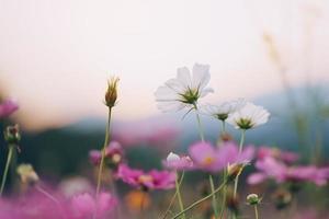 Close up beautiful cosmos flowers blooming in garden. Colorful cosmos flowers in spring morning and blue sky. Cosmos flowers at the farm in sunrise in the morning at chiang rai. North of thailand. photo