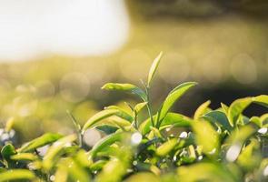 Granja orgánica de plantación de hojas de té verde por la mañana, fondo borroso. hojas de té verde fresco. plantaciones de té verde en el amanecer de la mañana. jardín de té orgánico fresco para fondo de papel tapiz. foto