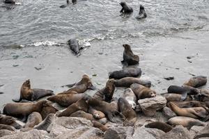 High angle view of sea lions herd sleeping and swimming at Monterey bay photo