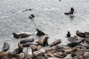 High angle view of herd of sea lions sleeping and swimming at Monterey bay photo