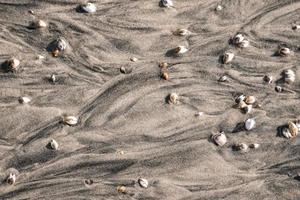 Close-up of seashells and pebbles on sand at beach during summer photo
