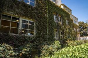 Lush ivy growing on wall of old residential building during sunny day photo