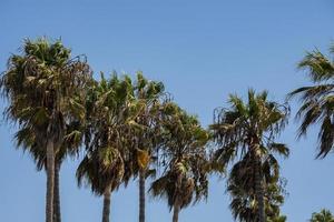 Palm trees growing with clear blue sky in the background during tropical climate photo