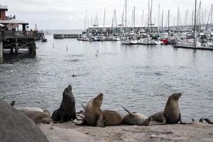 leones marinos descansando en la orilla del mar y barcos amarrados en el puerto de monterey foto