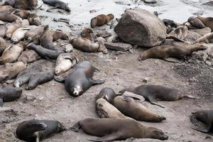 Herd of sea lions lying and resting on rocky coastlines at Monterey bay photo