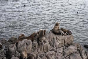 Sea lions resting on top of rock formation and swimming in Monterey bay photo