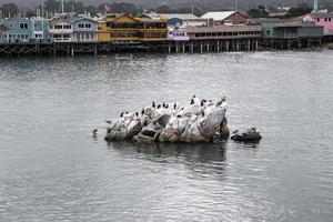 Pelicans on rock with colorful wooden houses and fisherman's wharf in background photo