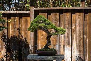 Bonsai tree growing on stone in yard with wooden fence in the background photo