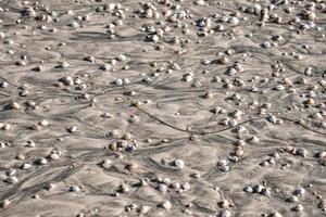 High angle view of seashells and pebbles on wet sand at beach photo