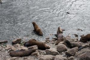 High angle view of sea lions sleeping and swimming at Monterey bay photo