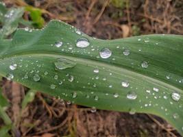 primer plano de la planta en el jardín foto