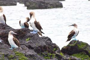 Blue Footed Boobies in the Galapagos Islands photo