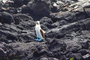 Blue Footed Boobies in the Galapagos Islands photo