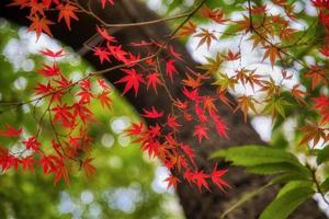 parque yoyogi en tokio, japón foto