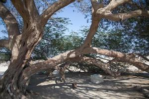 el árbol de la vida en el corazón de bahrein foto