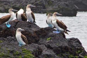 piqueros de patas azules en las islas galápagos foto