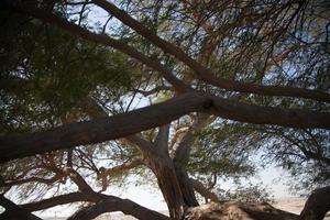 el árbol de la vida en el corazón de bahrein foto