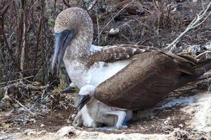 piqueros de patas azules en las islas galápagos foto