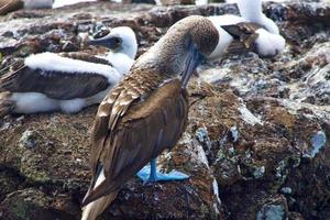 piqueros de patas azules en las islas galápagos foto