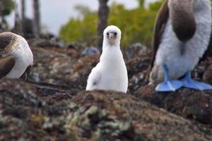 Blue Footed Boobies in the Galapagos Islands photo