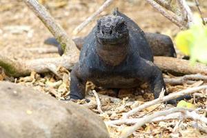 Marine Iguana from the Galapagos Islands photo