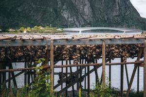 Fish drying racks in the Lofoten Islands in Norway photo