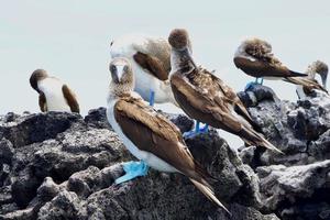 piqueros de patas azules en las islas galápagos foto