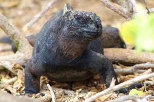 iguana marina de las islas galápagos foto