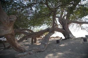 The Tree of Life in the heart of Bahrain photo