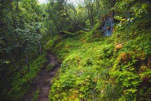 Views from hiking Matmora in the Lofoten Islands in Norway photo