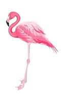 Pink flamingo in full growth, highlighted on a white background, side view with straight legs, curved neck, bright feathers. Printing on any surface vector