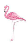 Pink flamingo in full growth, highlighted on a white background, side view with raised leg, curved neck, bright feathers. Printing on any surface vector