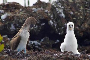 piqueros de patas azules en las islas galápagos foto