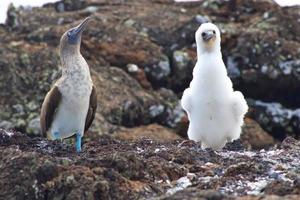 Blue Footed Boobies in the Galapagos Islands photo