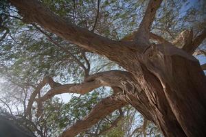 el árbol de la vida en el corazón de bahrein foto