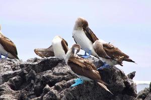 piqueros de patas azules en las islas galápagos foto