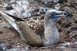 Blue Footed Boobies in the Galapagos Islands photo