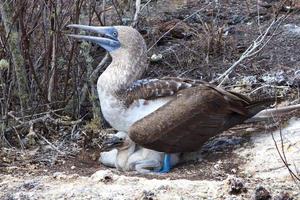 Blue Footed Boobies in the Galapagos Islands photo